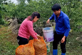 Nông dân khóc ròng vì mận rụng sau mưa đá, giá sụt 60 lần