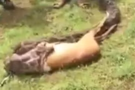 Video: Trăn khổng lồ nuốt chửng nai với tốc độ chóng mặt