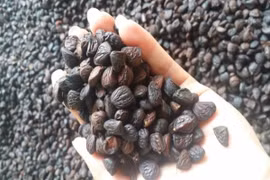 Trồng cây trước mọc hoang dân Việt mua ô tô, kiếm tiền tỷ 