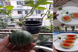 Chăm bẵm cật lực, “người nông dân” chán nản với thu về “hoa quả lạ“