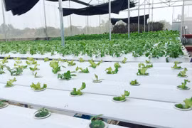 Cử nhân về quê mưu sinh, ngày ngày bán rau khắp Hà Nội 