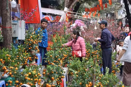 Hà Nội: Chợ hoa cổ đông đúc người xem, sức mua hạn chế