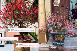 "Kiếp nạn" hoa Tết 2024: Nở bung bét, gia chủ đứng ngồi khó yên