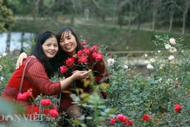 Chiêm ngưỡng vườn hồng lớn nhất Việt Nam làm vạn người mê