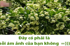 Dân mạng chế ảnh "kỳ thị" hoa sữa vì mùi quá nồng nặc