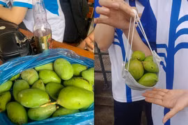 Sinh viên thi nhau khoe “chiến lợi phẩm” với màn hái xoài sân trường