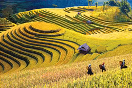 Khám phá ruộng bậc thang Mù Cang Chải đẹp mê hồn 