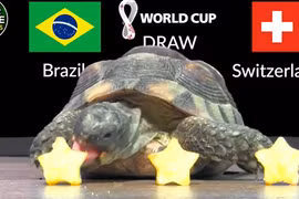 Mèo tiên tri, thần rùa dự đoán tỉ số World Cup 2022 28/11