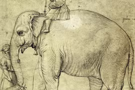 Giải mã xác voi bí ẩn chôn vùi bên dưới thành quốc Vatican