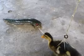 Clip: Cận cảnh màn câu cá lóc bằng... vịt con 