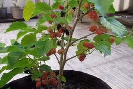 4 loại cây khắc tinh của Thần Tài, “cắt ngang” lộc lá