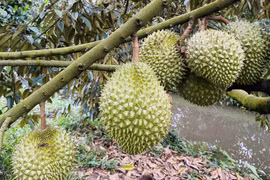 Sầu riêng sốt chưa từng có, nỗi lo quay về thời 'buôn chuyến'