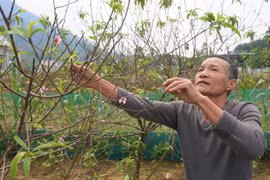 Hơn một tháng nữa mới Tết, hoa đào đã bung nở