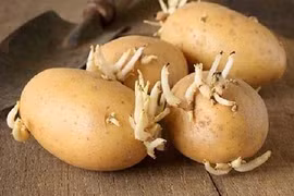 Khoai tây mọc mầm gây ngộ độc có đúng?