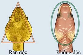 Cách phân biệt rắn độc với rắn không độc