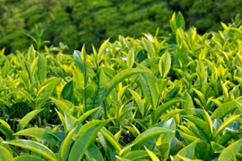 Trà ngăn ngừa nguy cơ mắc tiểu đường 
