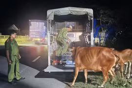 Công an nửa đêm đi tìm 2 con bò cho người dân