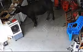 Trâu dữ nổi điên tấn công người giữa phố và cái kết đắng lòng 
