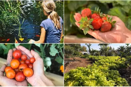 Khu vườn đủ loại rau quả sạch của cặp đôi bỏ phố về quê