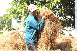 Quảng Nam: Nông dân đổi đời nhờ... rơm rạ
