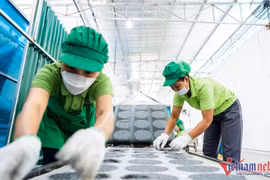 Đôi bạn 9X về quê lập nghiệp, bán 1 triệu bánh đa vừng sang Nhật Bản