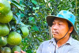 Gallery - Giải cứu nông sản - image 12