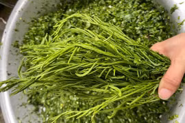 Rau rừng xuống chợ Thủ đô, có loại 180 nghìn/kg vẫn không đủ bán