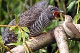 Cảnh giác với chim tu hú mang virus viêm não