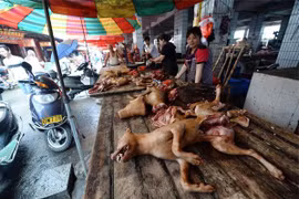 Gallery - Hà Nội cấm ăn thịt chó - image 12
