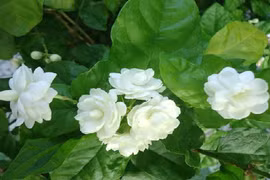 Trồng những loại cây phong thủy này, ắt giàu lên nhanh chóng 