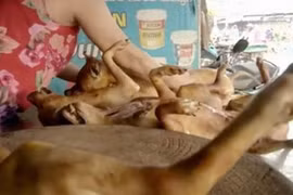 Món ăn gây kinh hãi của VN trên báo Tây năm 2014