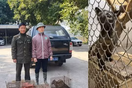 4 cá thể cầy hương được cứu hộ ở Bắc Kạn