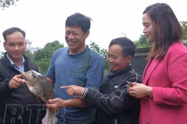 Nuôi ba ba, trồng hoa cây cảnh, nhiều nông dân ở Thái Bình giàu lên