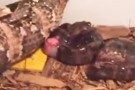 Video: Rắn chui vào nhà dân để sinh con