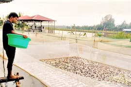 Gallery - Gương Mặt Trẻ - image 9