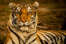 Hổ Bengal đã chết trong KDL Vườn Xoài, loài quý hiếm sao? 