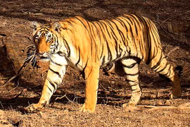 Hổ Bengal sinh con ở Đồng Nai: Loài quý hiếm nhất Trái Đất