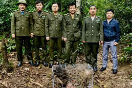 Hai cá thể khỉ quý hiếm được thả về rừng Tây Yên Tử