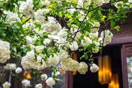Trồng 6 cây cảnh rước lộc trước nhà, gia chủ giàu có, quyền quý