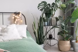 Cây cảnh chiêu lộc, trồng trong phòng ngủ khỏe người, vượng khí