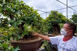 Nghệ nhân biến gốc mai vàng hết giá trị thành cây bonsai bạc tỷ