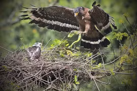 Tận mục chim quý trong Sách Đỏ Việt Nam, săn rắn “thành thần”