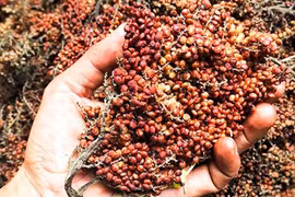 Loại quả mặn chát, xưa không ai hái, giờ thành đặc sản được săn lùng