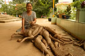 Nóng: "Khai quật" bụi củ mì khổng lồ ở Tây Ninh