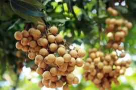 Nhãn Ido giảm giá mạnh