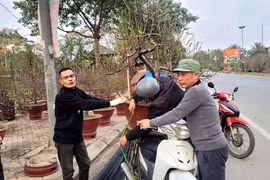 Đào, quất "xả hàng" sớm
