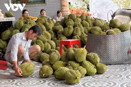 Sản xuất sầu riêng vụ nghịch, nhà vườn Tiền Giang lãi lớn
