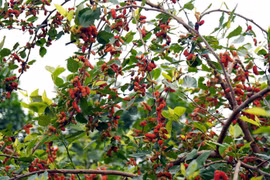 5 loại cây mang âm khí nặng, tiêu tán của cải không nên trồng