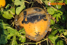 Gallery - Thực Phẩm Tết 2019 - image 10