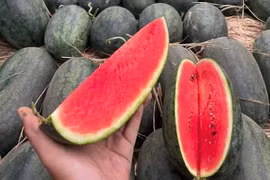 Dưa hấu giảm giá từ 1.000 - 3.000 đồng/kg